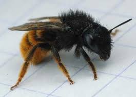 Attēlu rezultāti vaicājumam “Osmia bicolor”