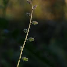 Attēlu rezultāti vaicājumam “Myosotis ramosissima”