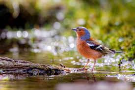 Attēlu rezultāti vaicājumam “Fringilla coelebs male”