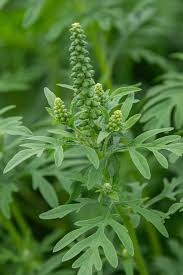 Attēlu rezultāti vaicājumam “Ambrosia artemisiifolia bud”