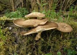 Attēlu rezultāti vaicājumam “Polyporus ciliatus”