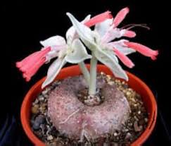 Image result for Sinningia