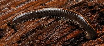 Attēlu rezultāti vaicājumam “Ommatoiulus sabulosus aimatopodus”