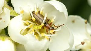 Attēlu rezultāti vaicājumam “Orsodacne cerasi”