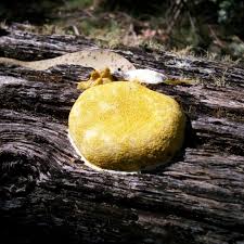 Attēlu rezultāti vaicājumam “Fuligo cinerea spores”