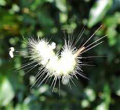 Attēlu rezultāti vaicājumam “Calliteara pudibunda larva”