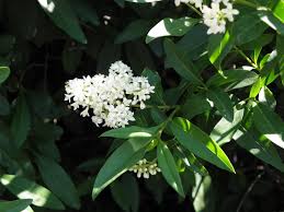 Attēlu rezultāti vaicājumam “Ligustrum vulgare”