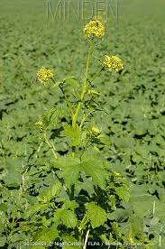 Attēlu rezultāti vaicājumam “Sinapis arvensis flower”