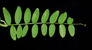 Attēlu rezultāti vaicājumam “Vicia sylvatica”