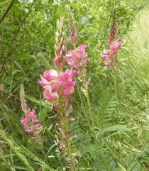 Image result for Onobrychis viciifolia