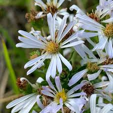 Attēlu rezultāti vaicājumam “Symphyotrichum x salignum flower”