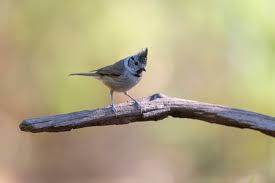 Attēlu rezultāti vaicājumam “Lophophanes cristatus”