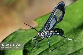 Attēlu rezultāti vaicājumam “Arctiidae”