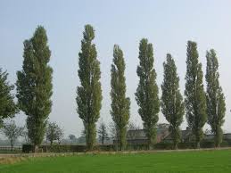 Attēlu rezultāti vaicājumam “Populus nigra Italica leaf”