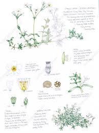 Attēlu rezultāti vaicājumam “Cerastium holosteoides fruit”