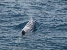 Image result for Grampus griseus