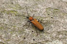 Attēlu rezultāti vaicājumam “Anogcodes melanurus”