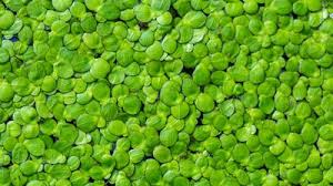 Attēlu rezultāti vaicājumam “Phytolaccaceae”