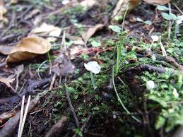 Attēlu rezultāti vaicājumam “Delicatula integrella”