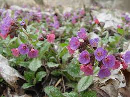 Attēlu rezultāti vaicājumam “Pulmonaria officinalis”