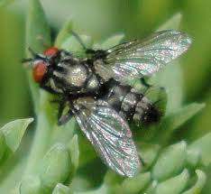 Attēlu rezultāti vaicājumam “Muscidae”