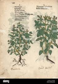 Attēlu rezultāti vaicājumam “Origanum majorana”