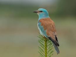 Attēlu rezultāti vaicājumam “Coracias garrulus adult”