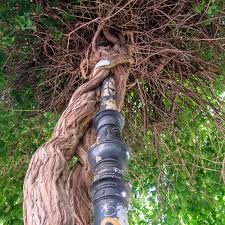 Attēlu rezultāti vaicājumam “Populus x lettland”