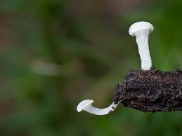 Attēlu rezultāti vaicājumam “Cudoniella acicularis”