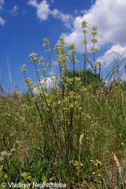 Attēlu rezultāti vaicājumam “Silene otites fruit”