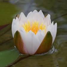 Image result for Seekanne