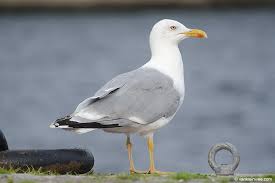 Attēlu rezultāti vaicājumam “Larus argentatus”