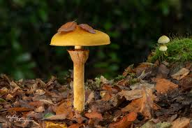 Attēlu rezultāti vaicājumam “Phaeolepiota aurea”