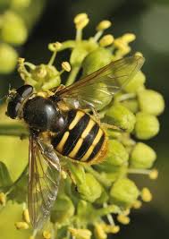 Attēlu rezultāti vaicājumam “Sericomyia silentis”