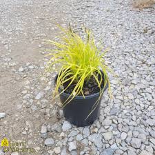 Attēlu rezultāti vaicājumam “Carex elata”