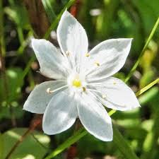 Attēlu rezultāti vaicājumam “Trientalis europaea bud”