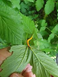 Attēlu rezultāti vaicājumam “Triphragmium ulmariae”