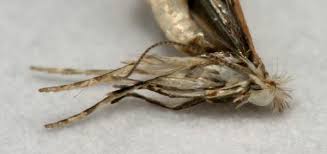 Attēlu rezultāti vaicājumam “Phyllonorycter apparella”