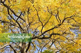 Attēlu rezultāti vaicājumam “Gymnocladus dioicus flower”