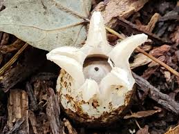 Attēlu rezultāti vaicājumam “Geastrum fimbriatum”