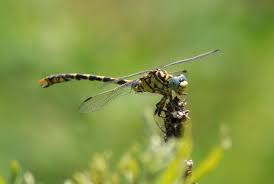 Attēlu rezultāti vaicājumam “Onychogomphus forcipatus”