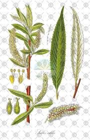 Attēlu rezultāti vaicājumam “Salix daphnoides subsp. acutifolia”