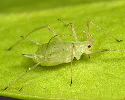 Attēlu rezultāti vaicājumam “Diderma simplex macro”