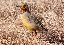 Attēlu rezultāti vaicājumam “Motacillidae”