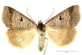 Attēlu rezultāti vaicājumam “Lygephila viciae”