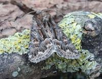 Attēlu rezultāti vaicājumam “Thalpophila matura”