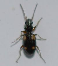 Attēlu rezultāti vaicājumam “Bembidion quadrimaculatum”
