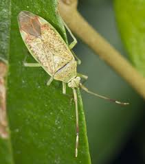 Attēlu rezultāti vaicājumam “Pantilius tunicatus”