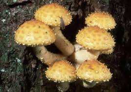 Attēlu rezultāti vaicājumam “Pholiota aurivella”