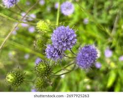 Attēlu rezultāti vaicājumam “Succisa pratensis flower”